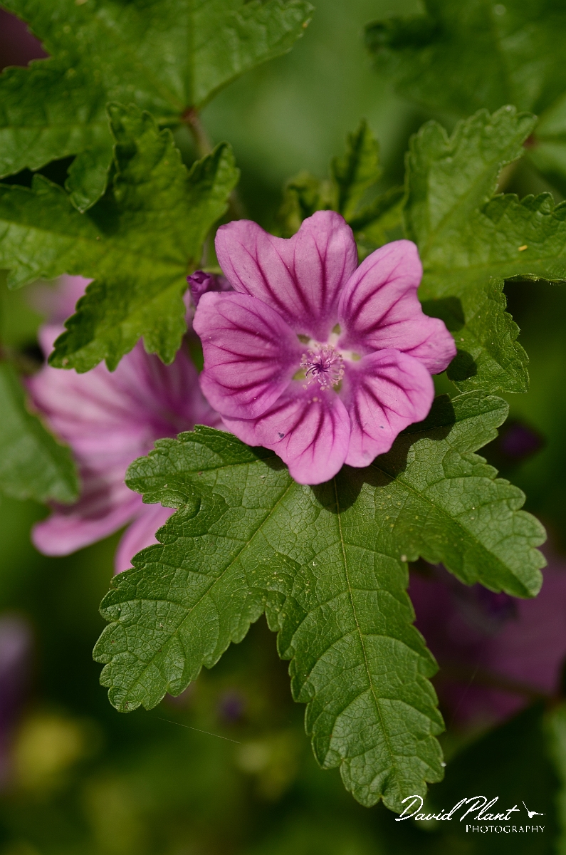 David Plant Photography - Wildlife Photography - Common mallow - A.jpg - Common mallow flower - Suffolk